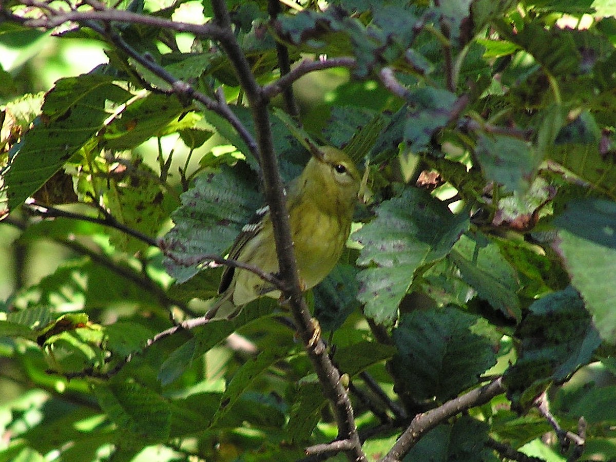 Blackpoll Warbler - ML184150141