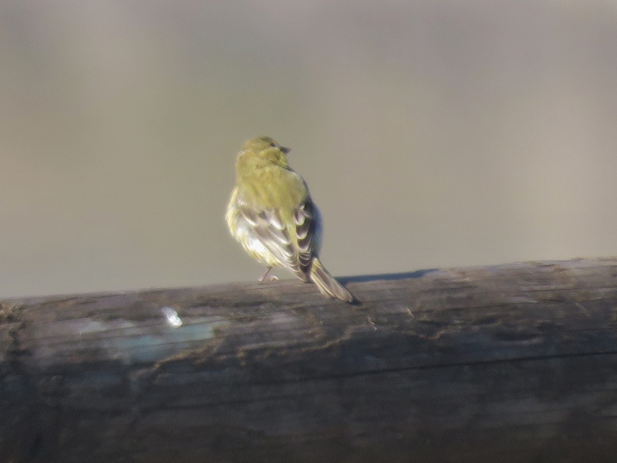 småstillits x gulstillits (hybrid) - ML184150261