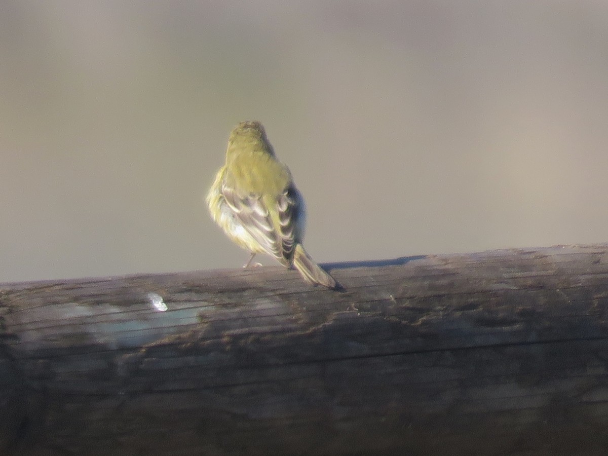 småstillits x gulstillits (hybrid) - ML184150271
