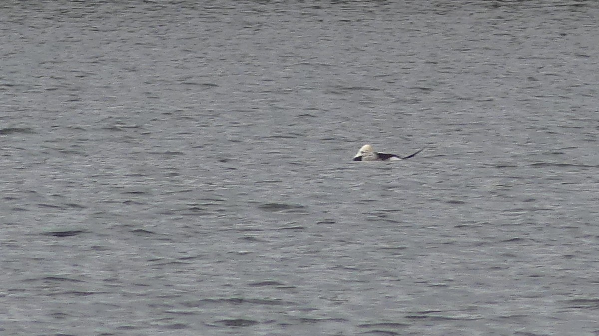 Long-tailed Duck - ML184150951