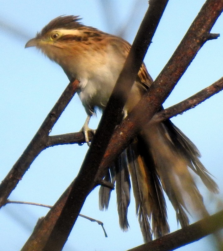 Striped Cuckoo - ML184151021