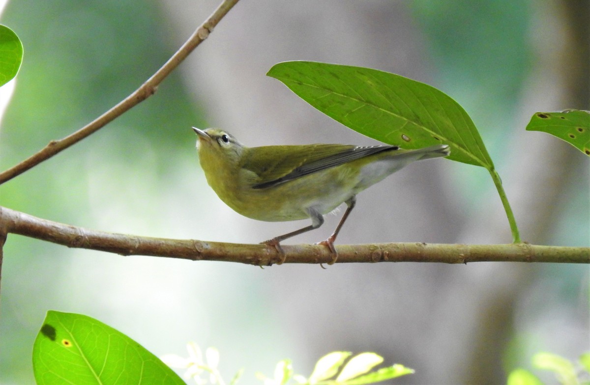 Tennessee Warbler - david gabay