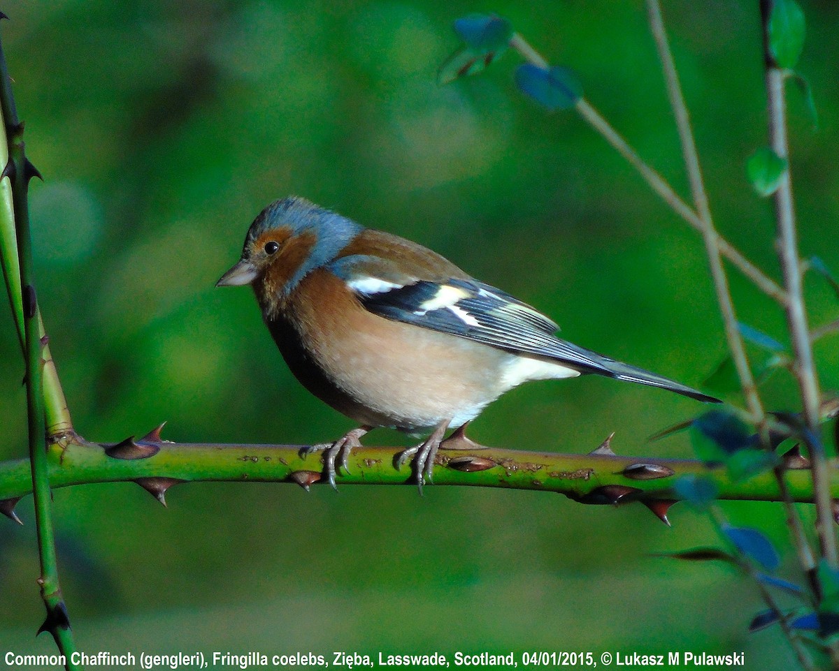 Common Chaffinch - ML184151481