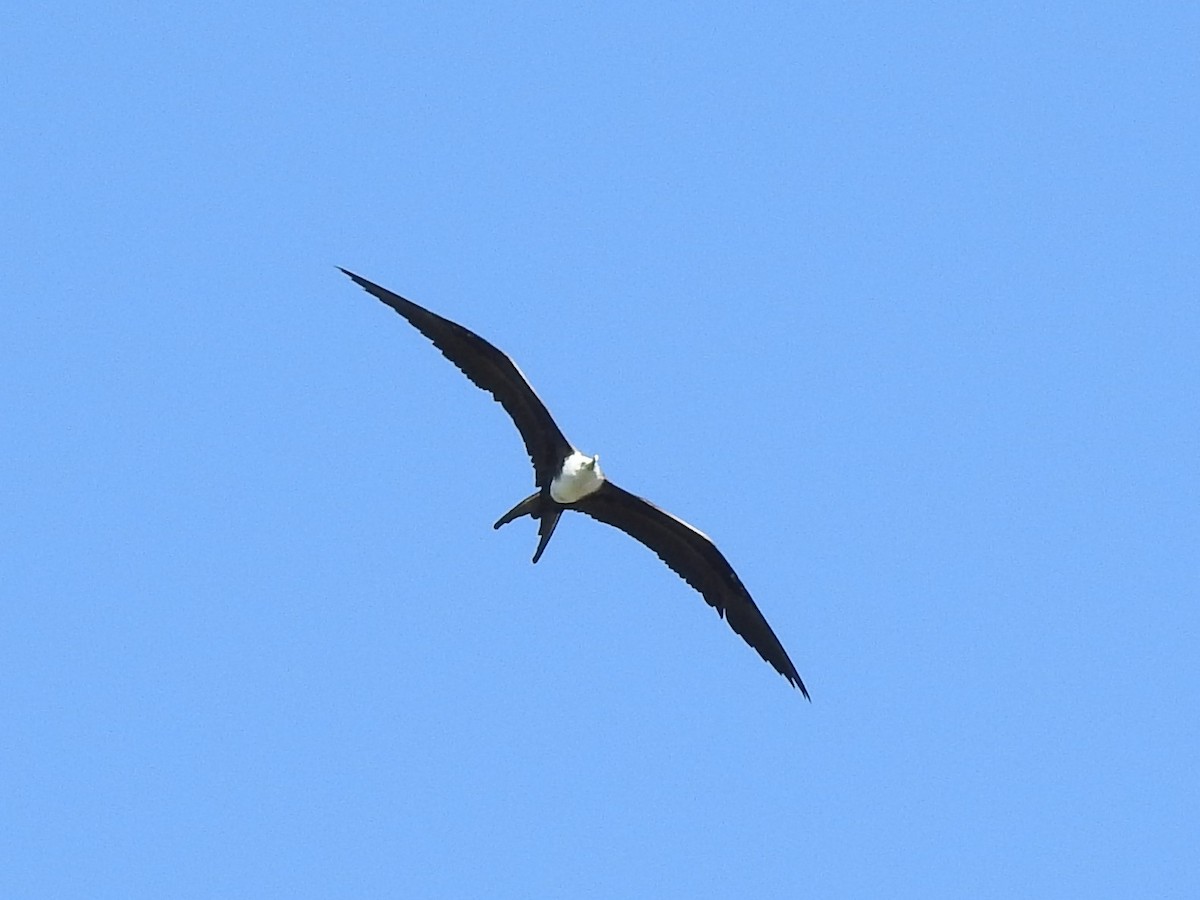 Magnificent Frigatebird - ML184151861