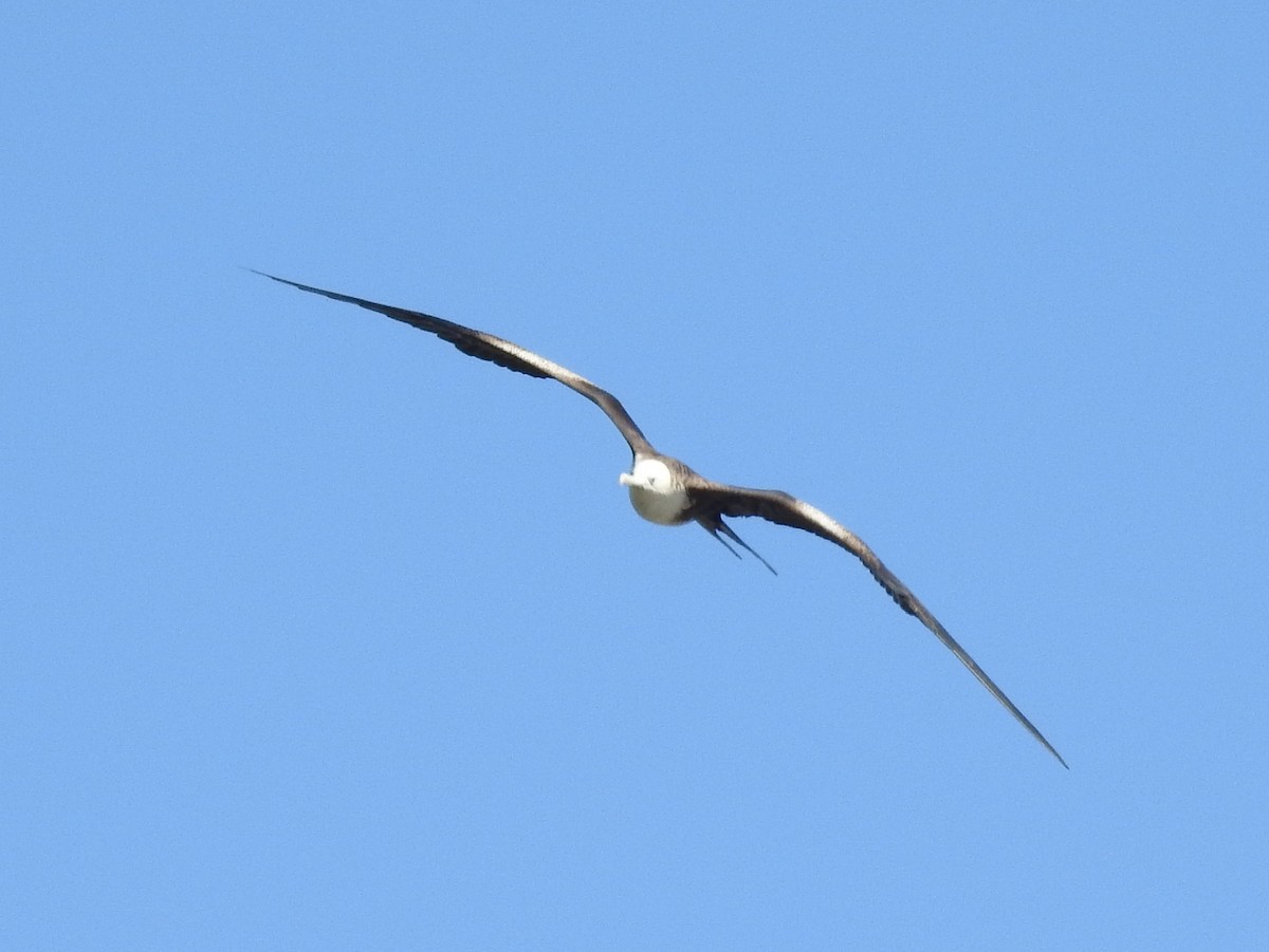 Magnificent Frigatebird - ML184151881