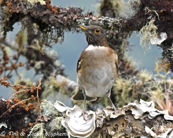 White-necked Thrush - ML184152801