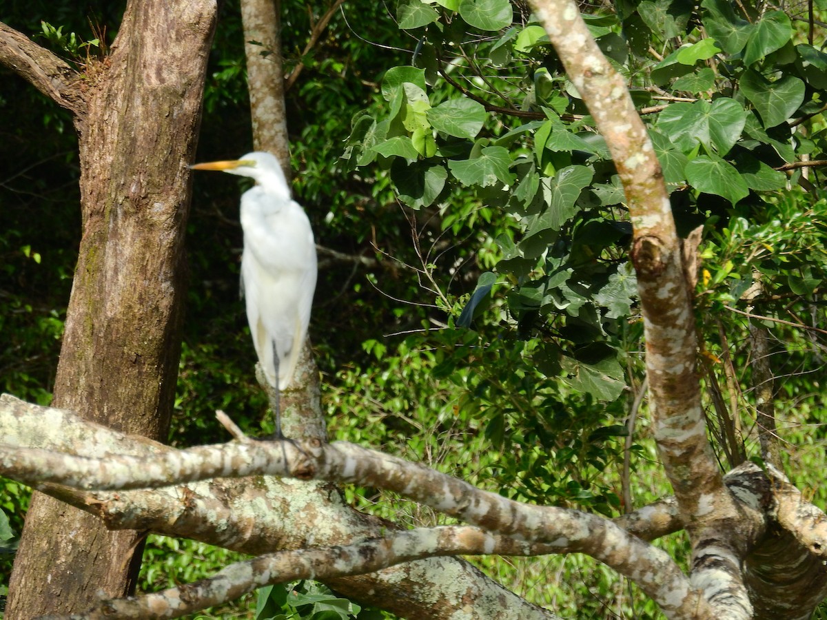 Great Egret (modesta) - ML184155681