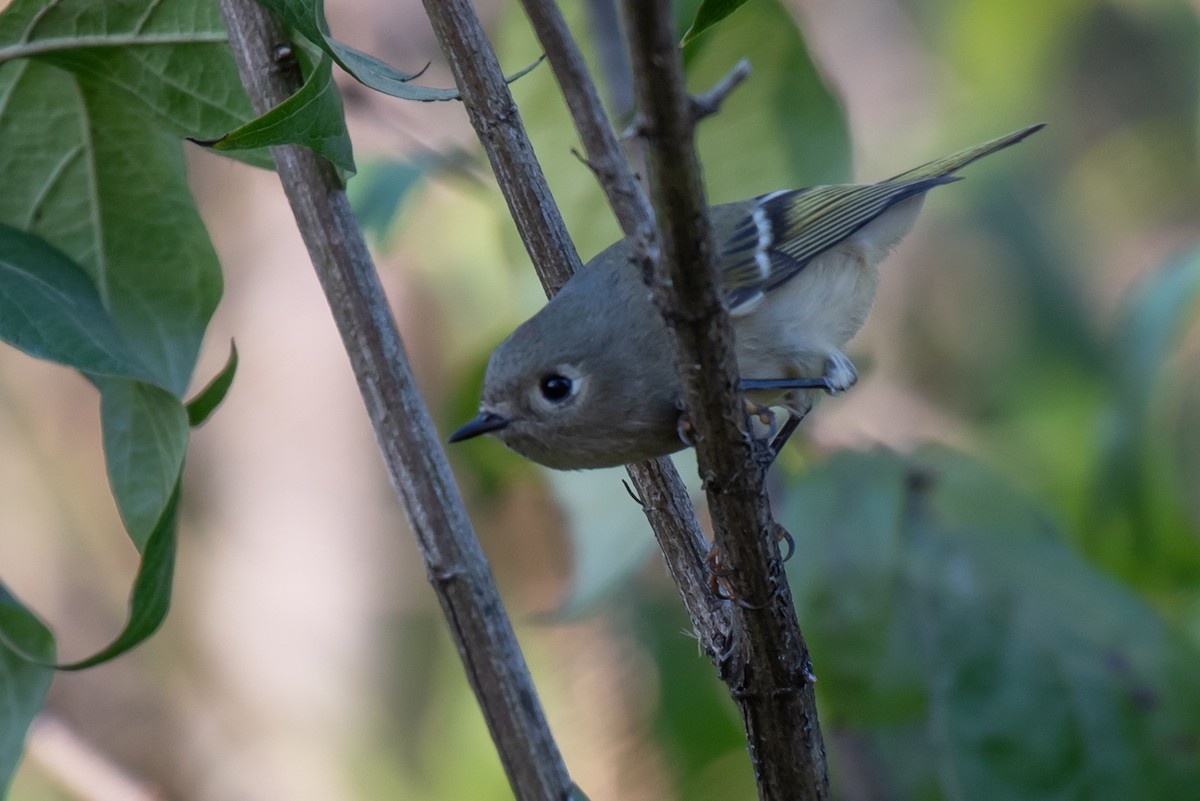 Ruby-crowned Kinglet - ML184158531