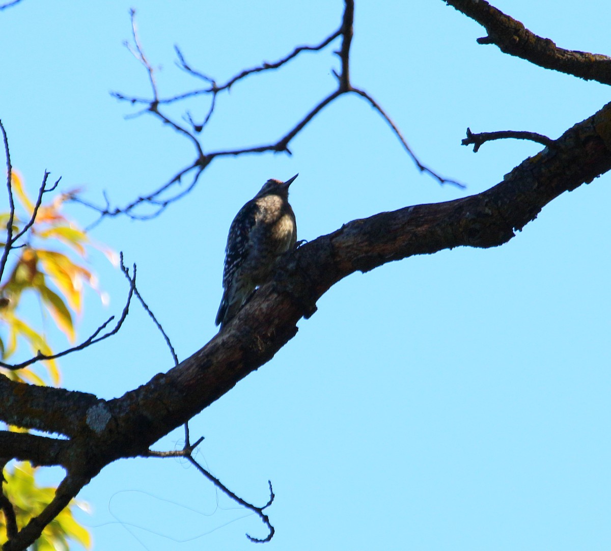 Yellow-bellied Sapsucker - Brian Voorhees