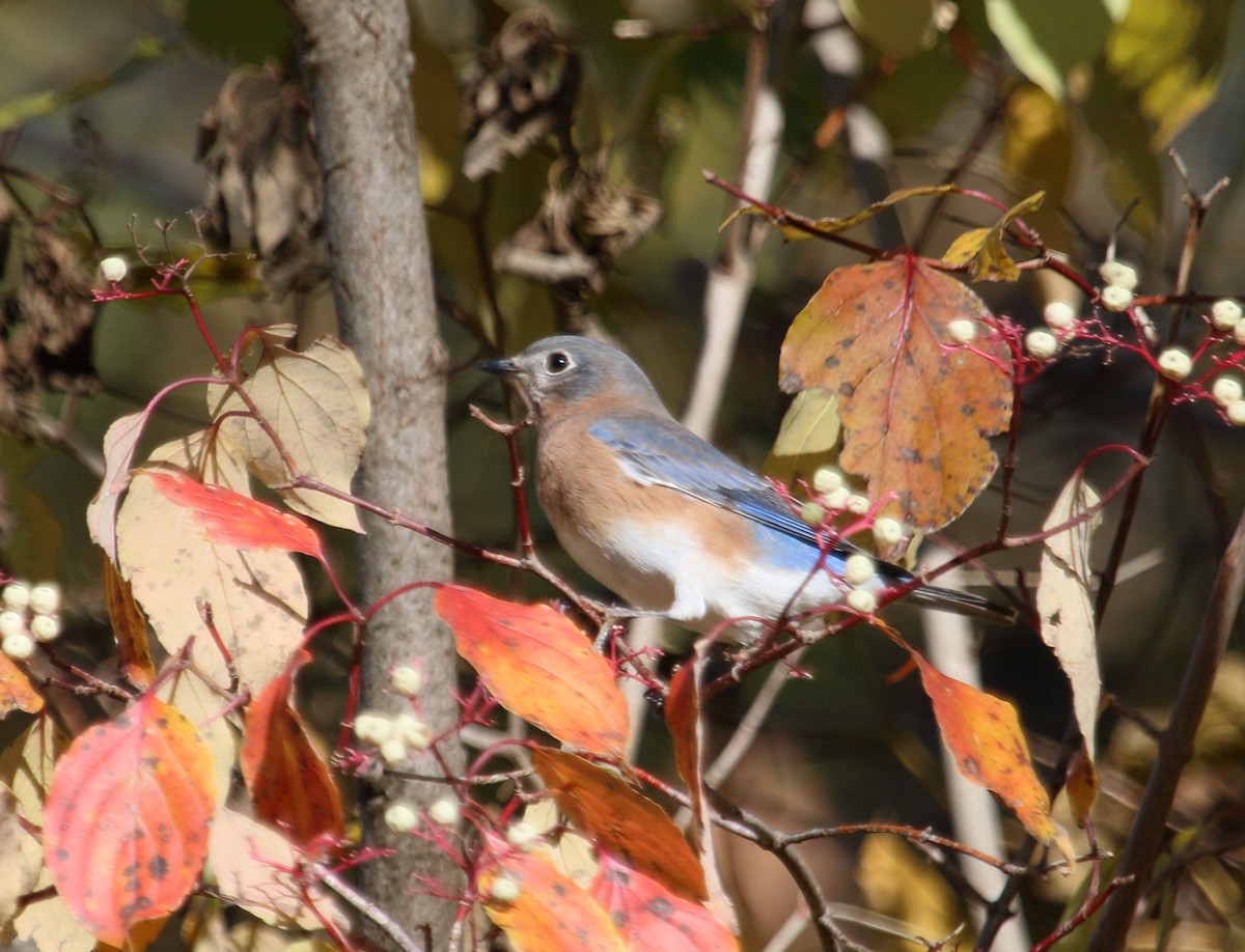 Eastern Bluebird - ML184158811