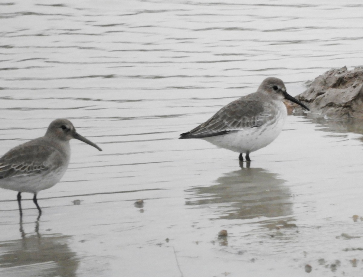 Dunlin - ML184159071