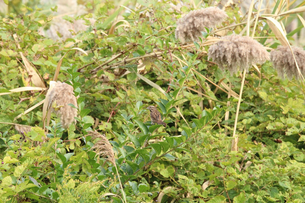 Song Sparrow - ML184160091