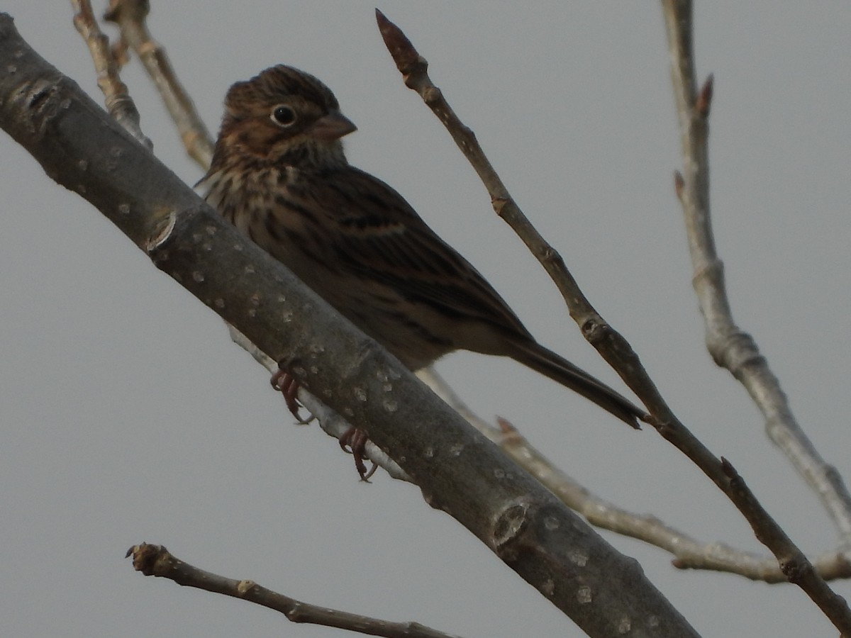 Vesper Sparrow - ML184161201