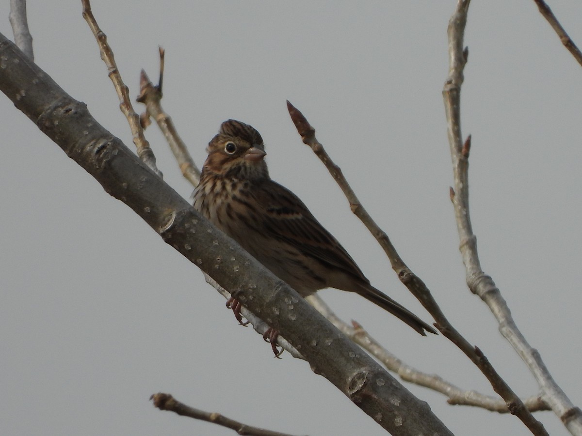 Vesper Sparrow - ML184161301