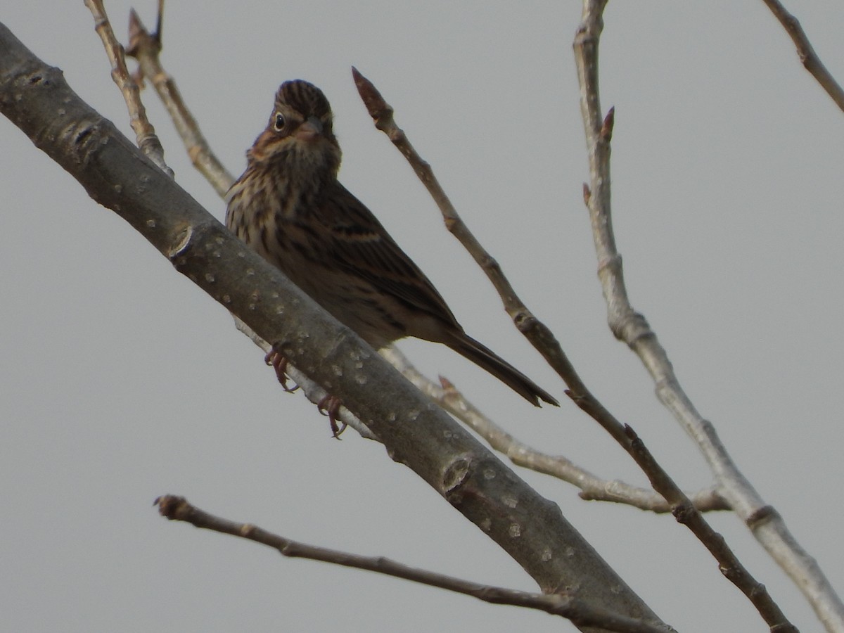 Vesper Sparrow - ML184161491