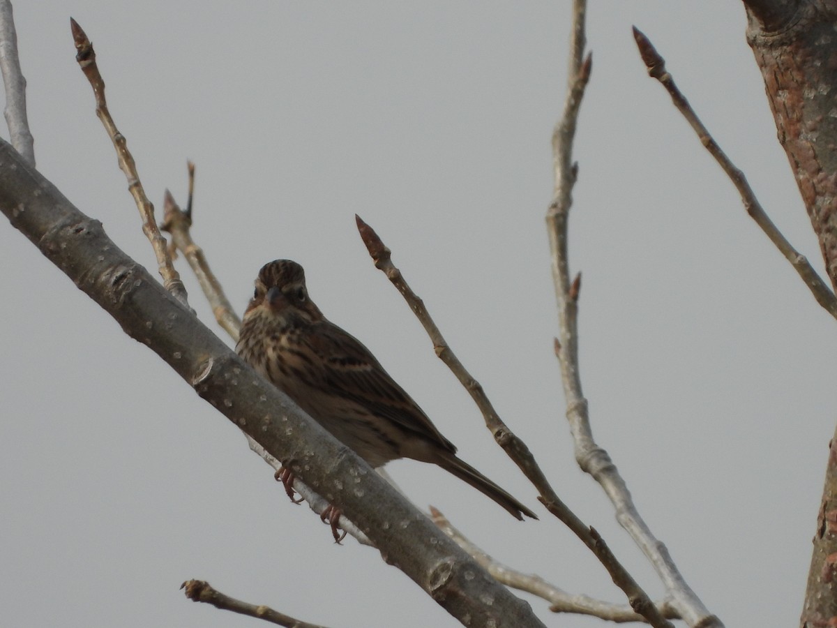 Vesper Sparrow - ML184161671