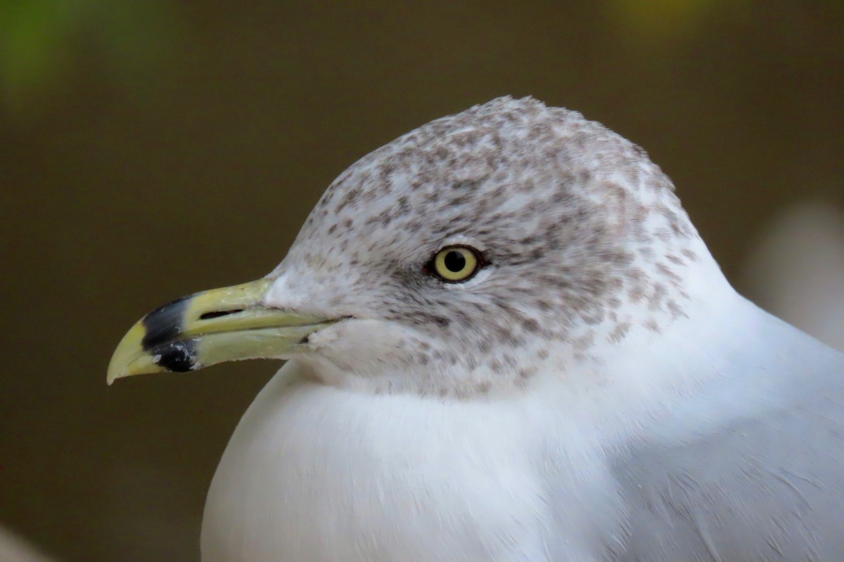 Ring-billed Gull - Andrew Bendall