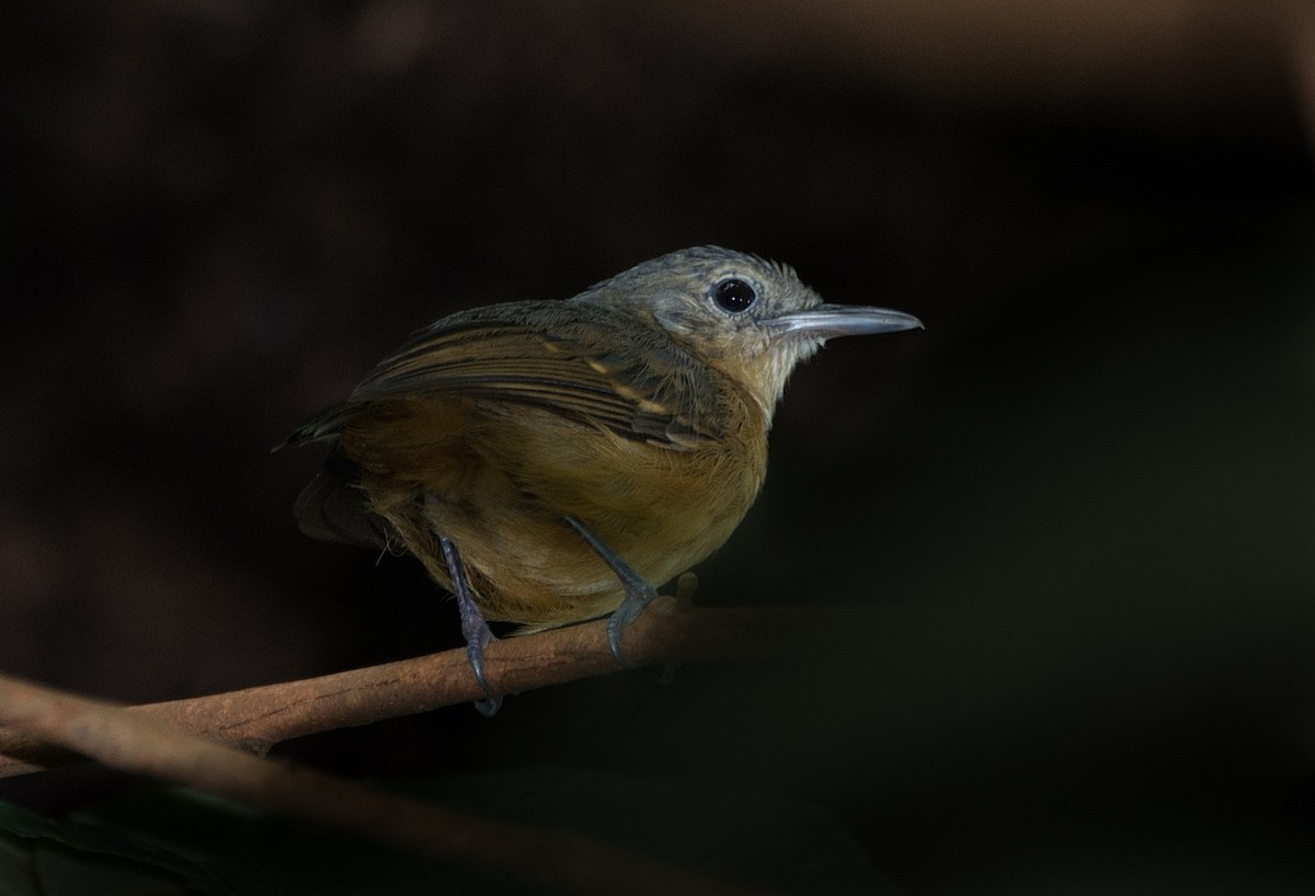 Leaden Antwren - LUCIANO BERNARDES