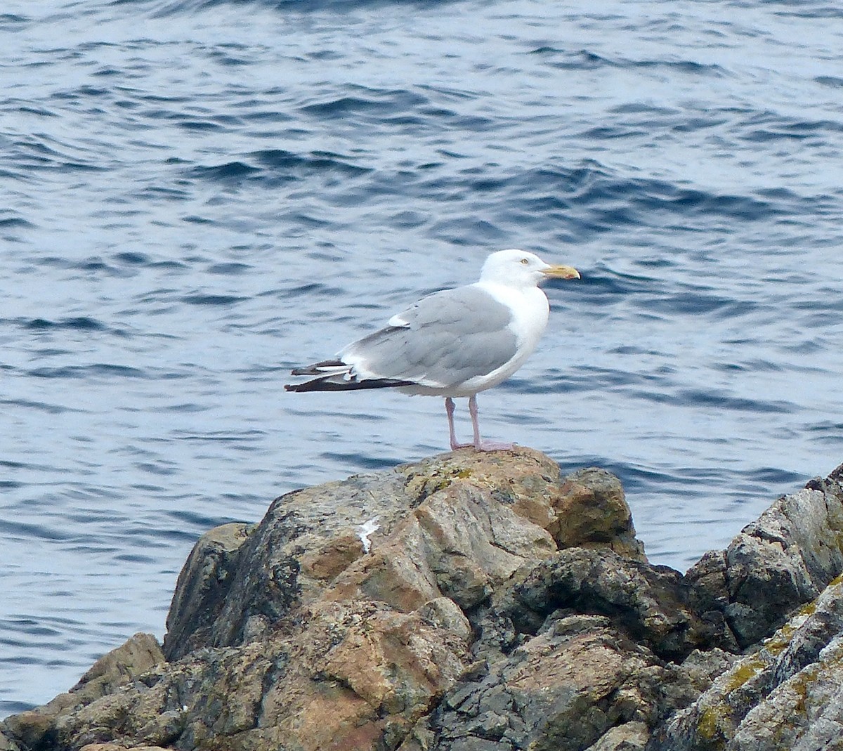 Herring Gull - ML184167711