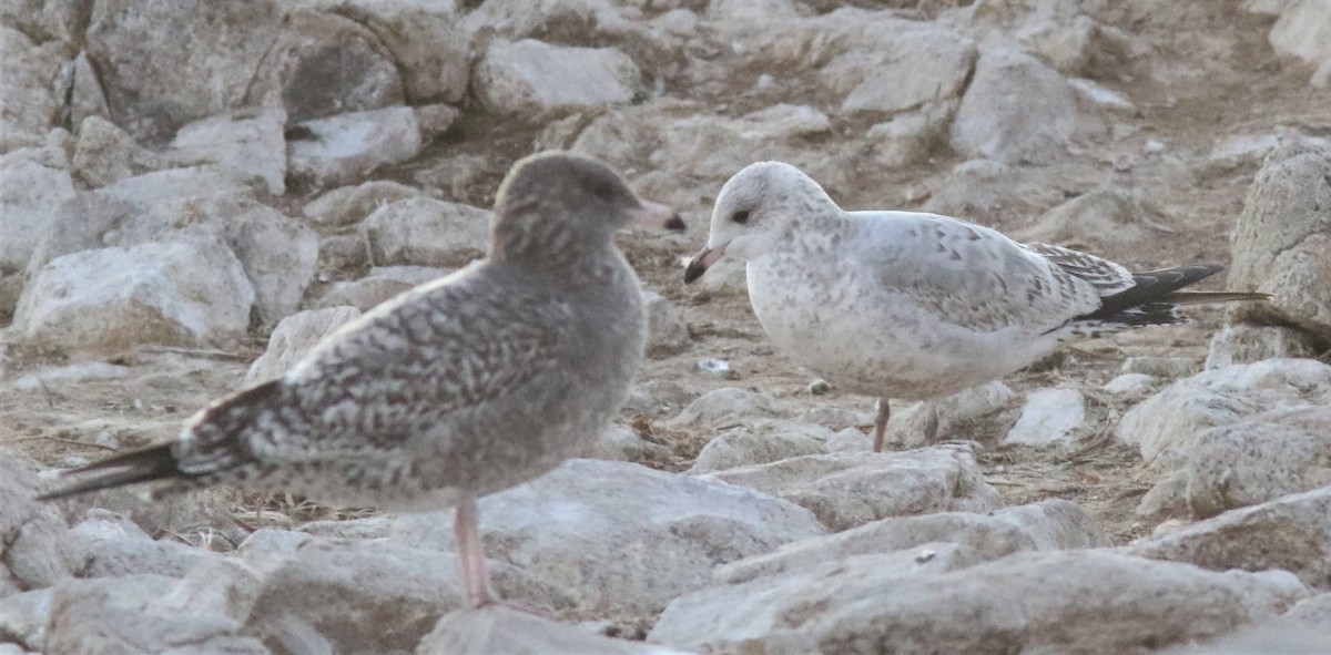 Ring-billed Gull - ML184168411