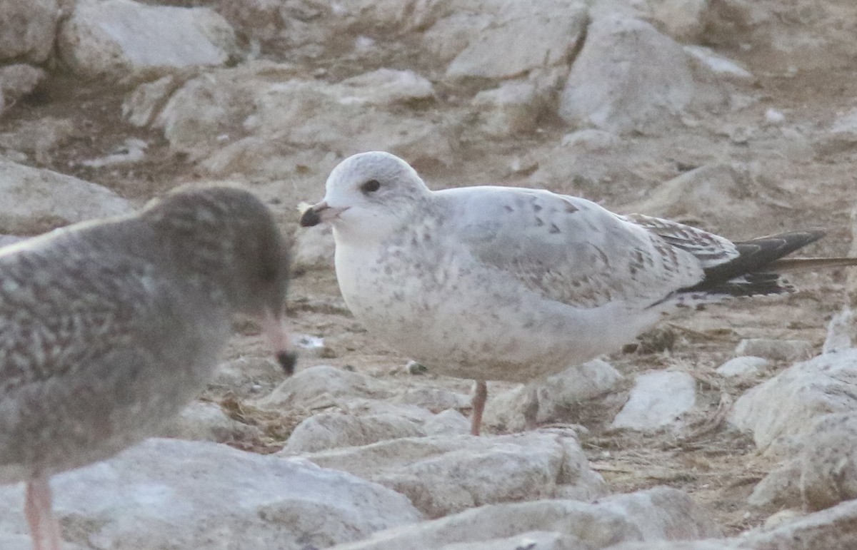 Ring-billed Gull - ML184168501