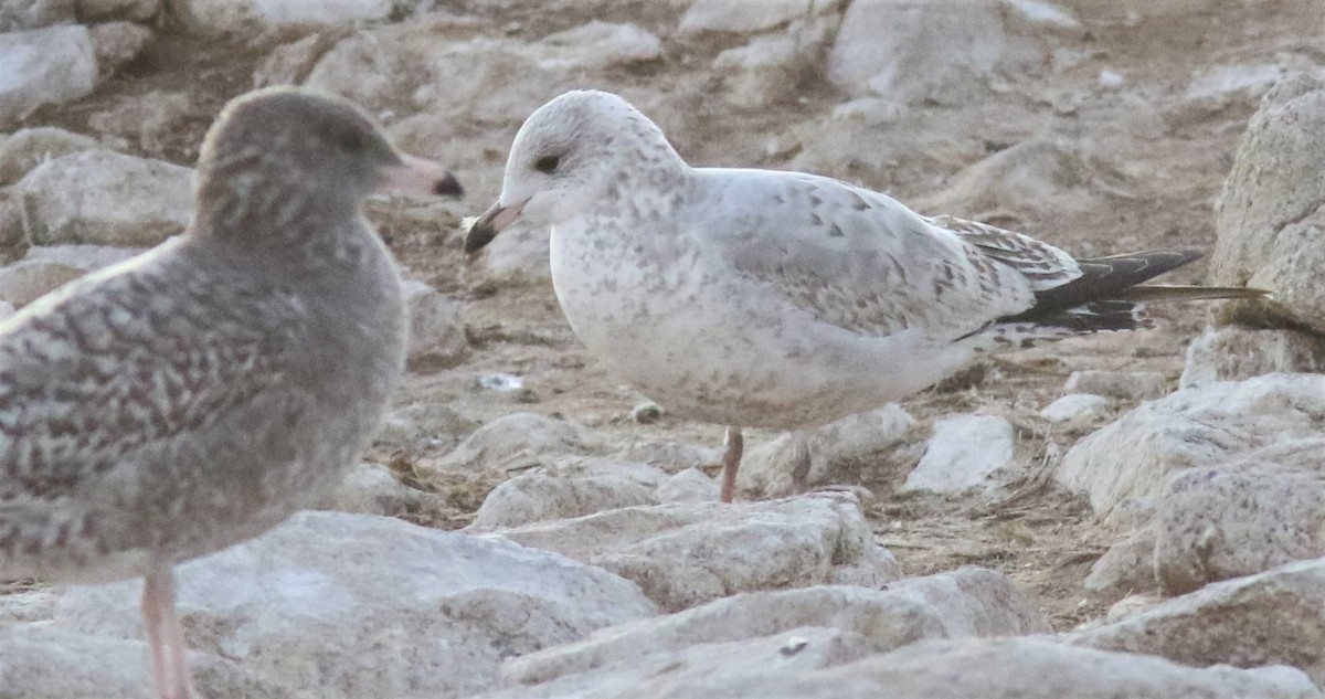 Ring-billed Gull - ML184168661