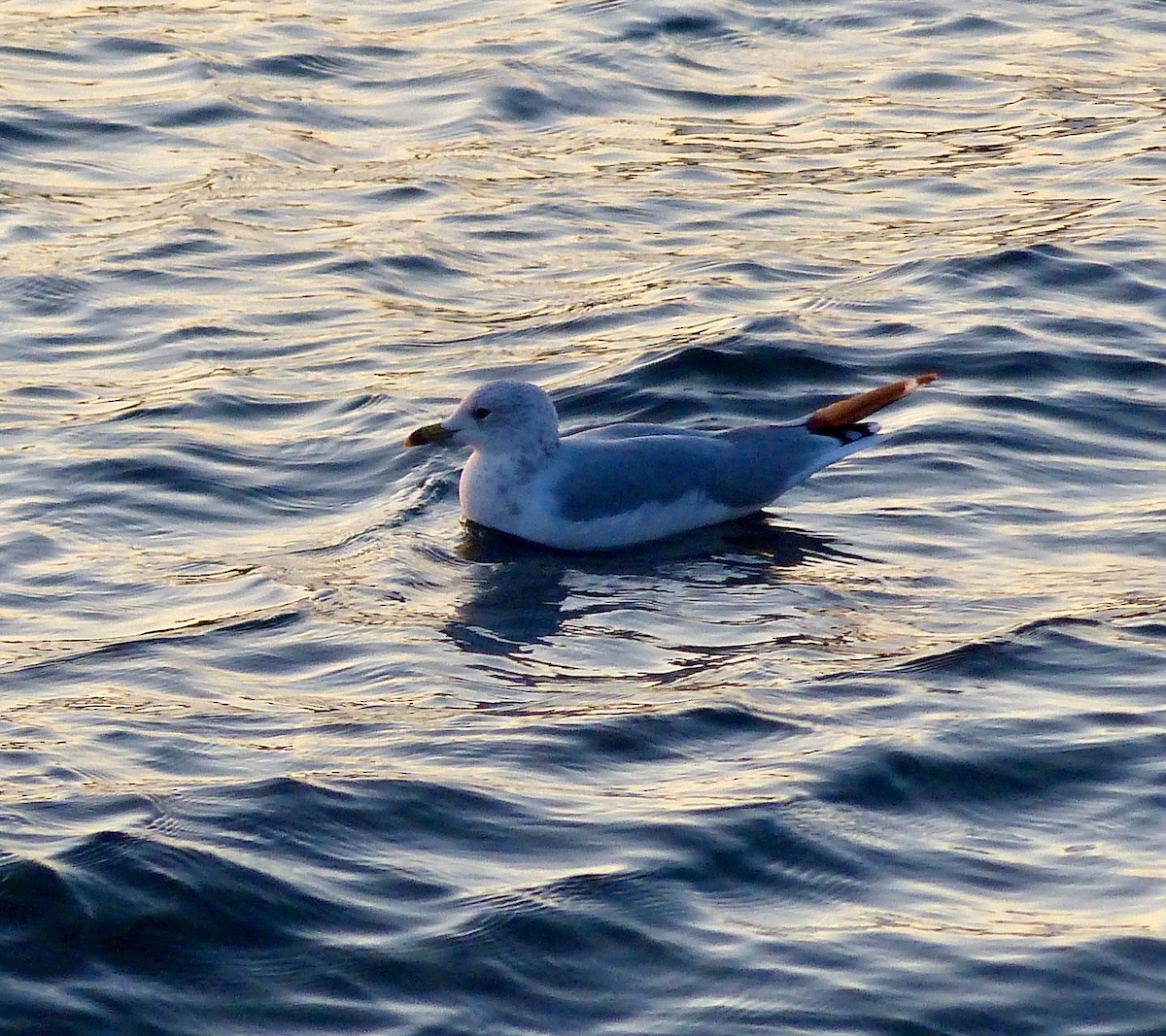 Ring-billed Gull - ML184170251