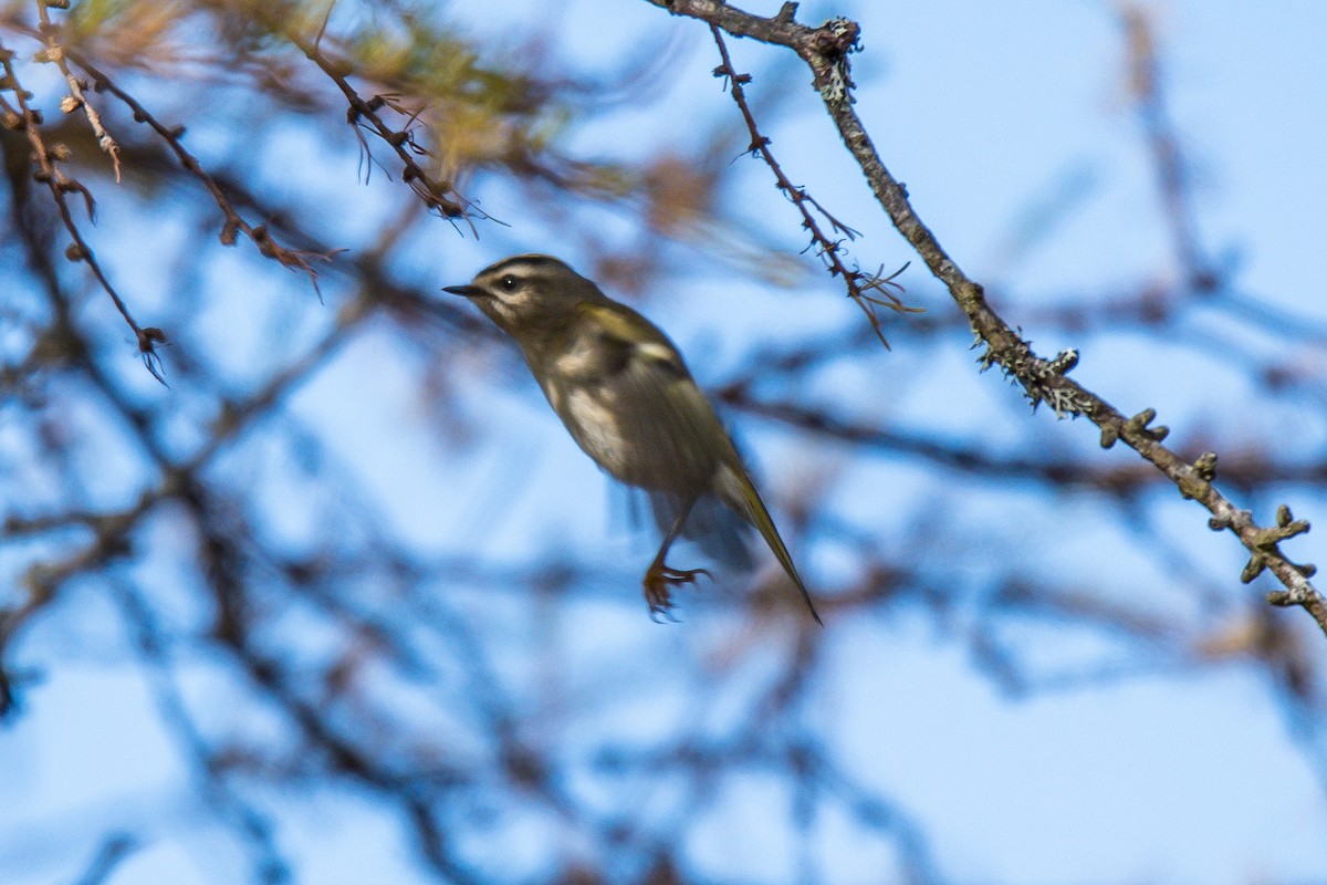 Golden-crowned Kinglet - ML184171051