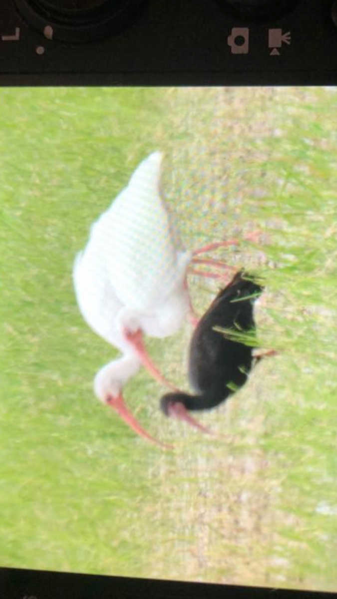 ibis tmavý - ML184171101