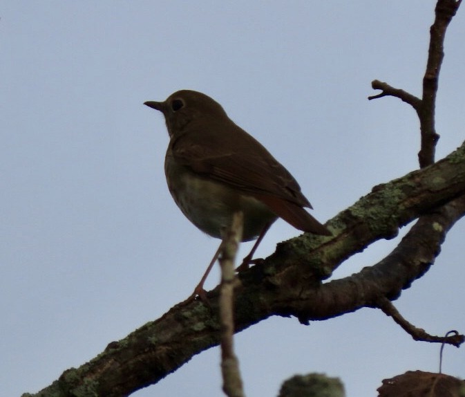 Hermit Thrush - ML184172191