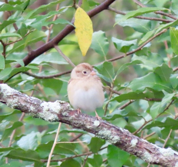 Field Sparrow - ML184172331