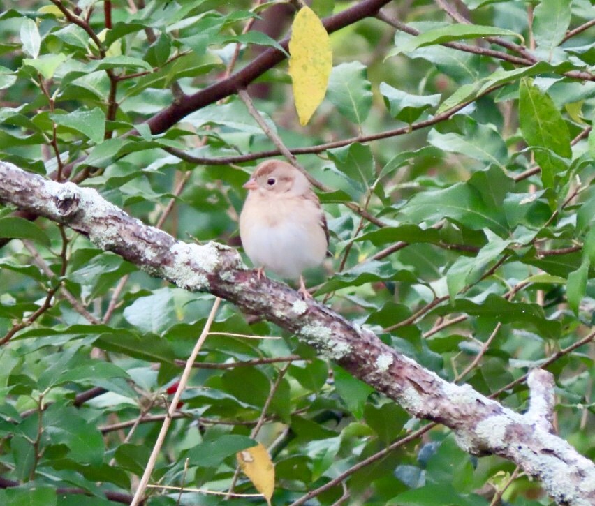 Field Sparrow - ML184172341