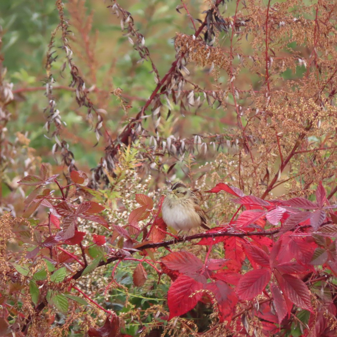 Swamp Sparrow - ML184172421