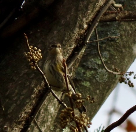 Yellow-rumped Warbler (Myrtle) - ML184172511