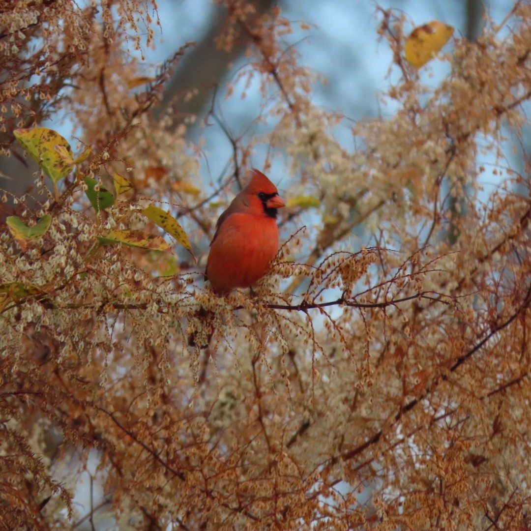 Northern Cardinal - Laurie Reynolds