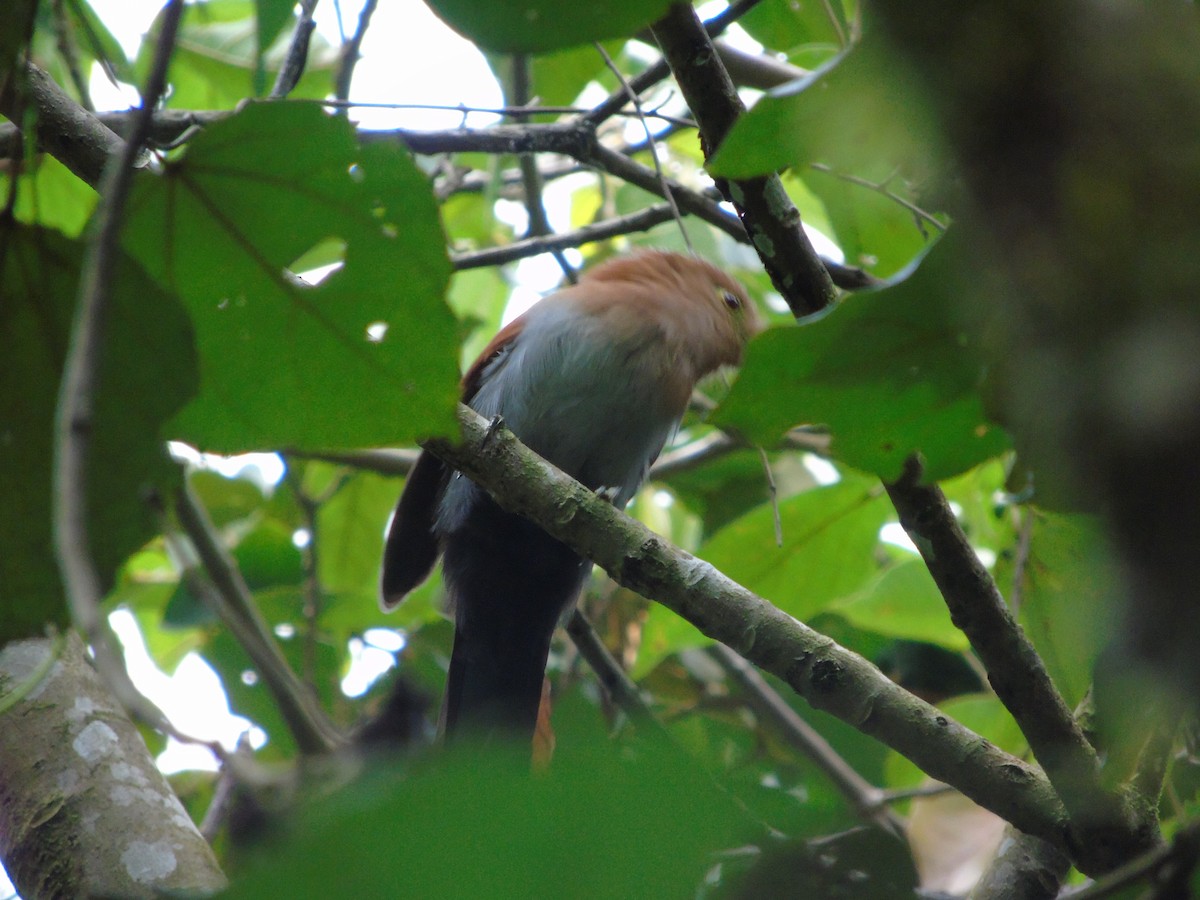 Squirrel Cuckoo - ML184172971