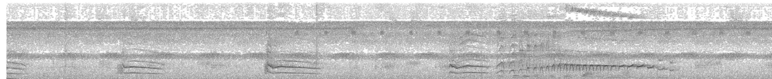 amazonvatretreløper (juruanus/polyzonus) - ML184172981
