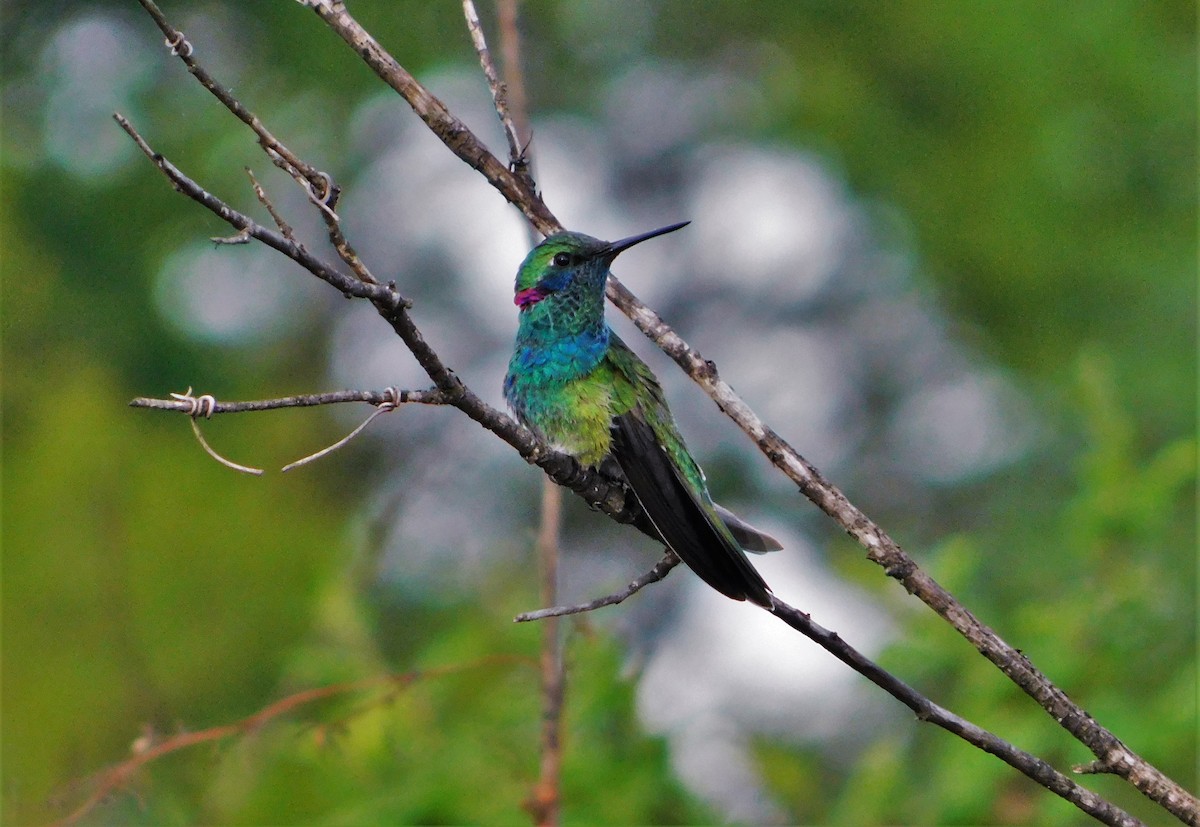 White-vented Violetear - ML184173691