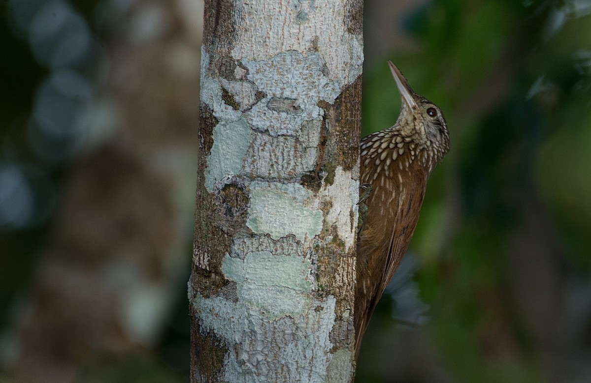 Zimmer's Woodcreeper - LUCIANO BERNARDES