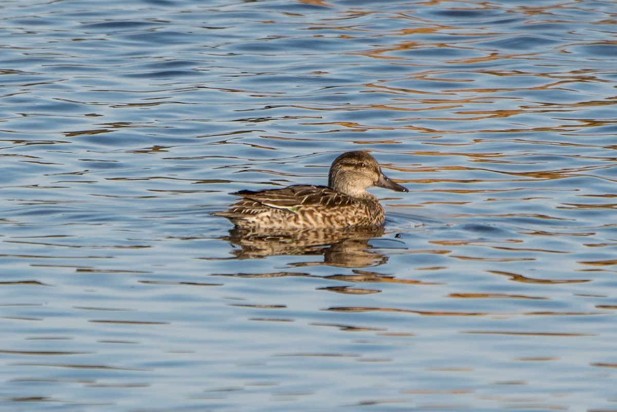 Green-winged Teal - Frank King