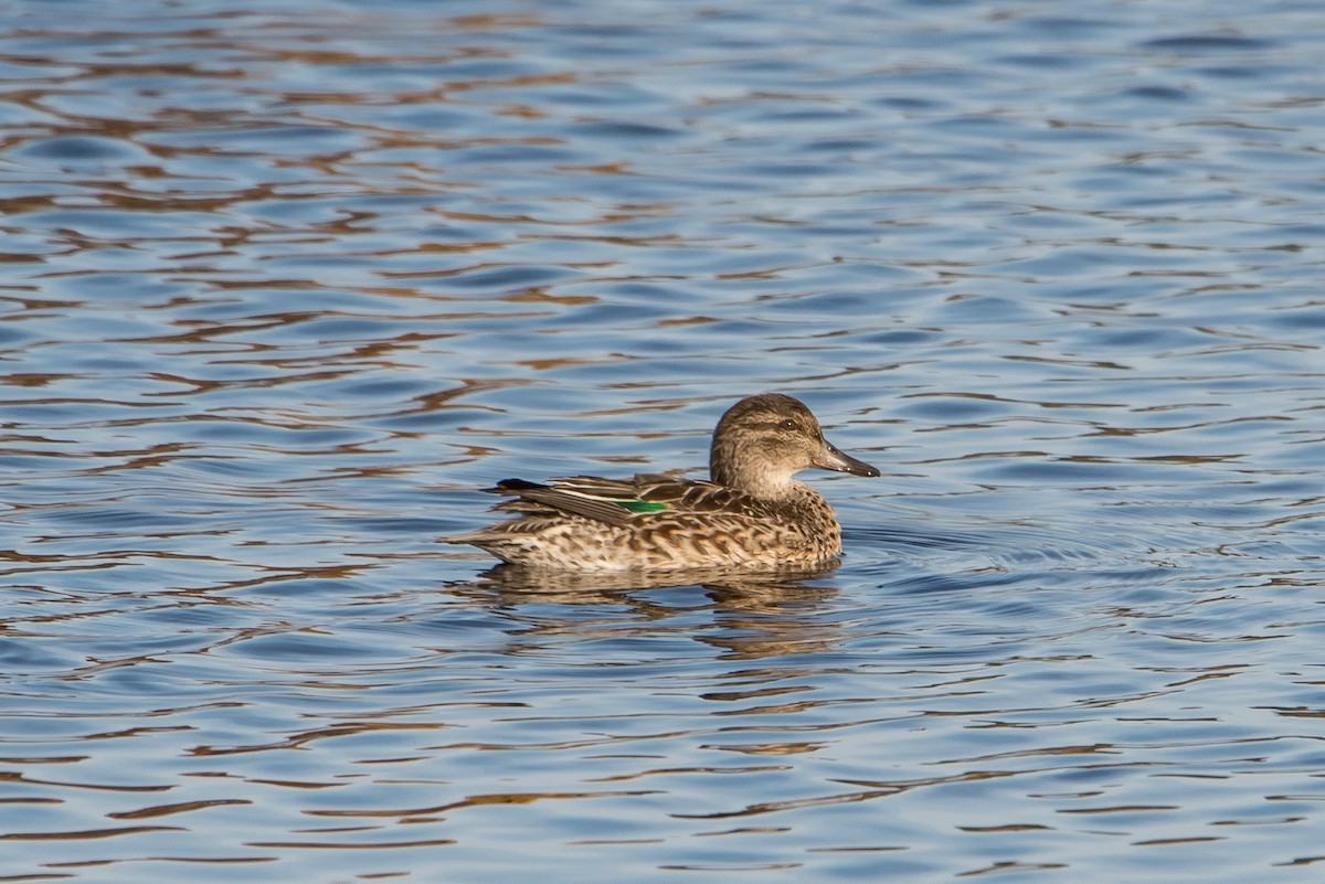 Green-winged Teal - ML184175181