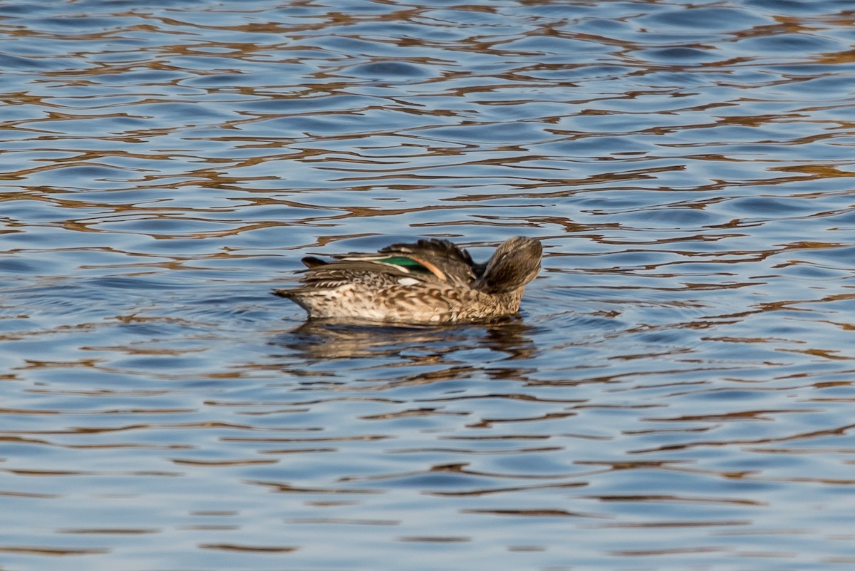 Green-winged Teal - ML184175191