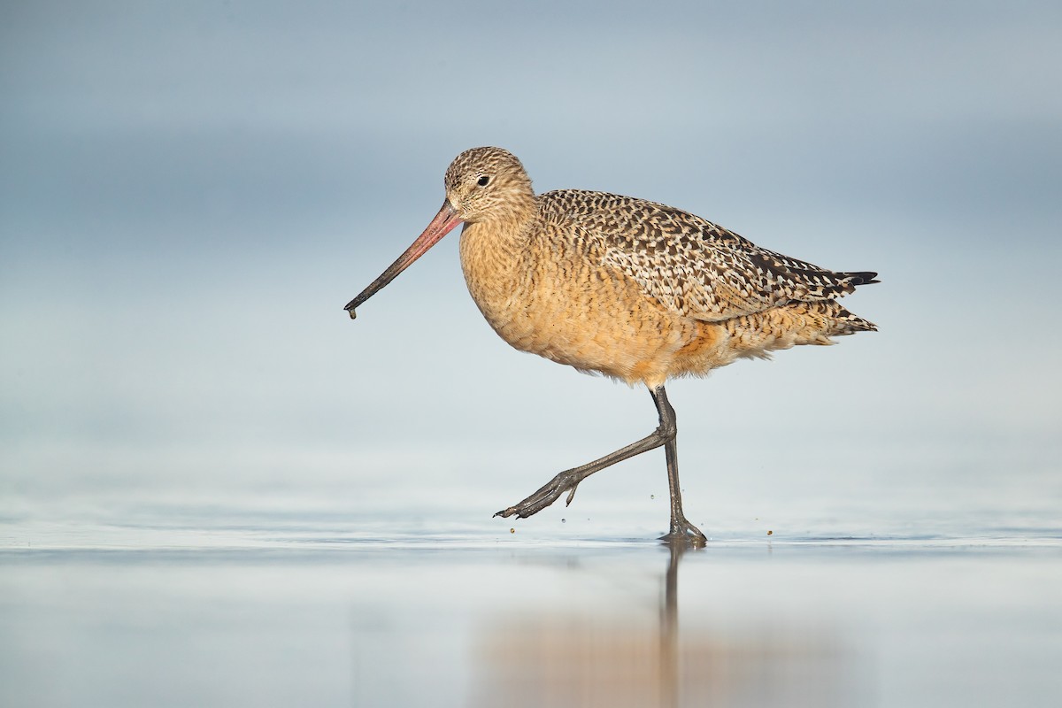 Marbled Godwit - Dorian Anderson