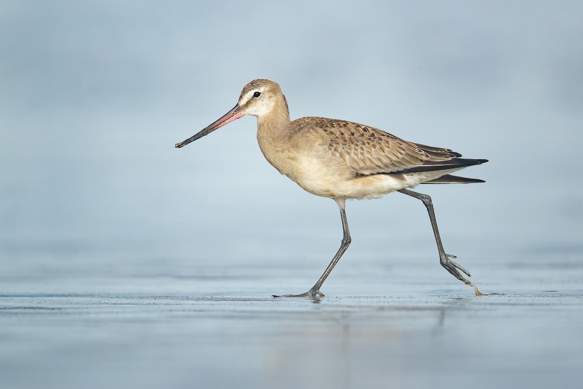 Hudsonian Godwit - ML184177831