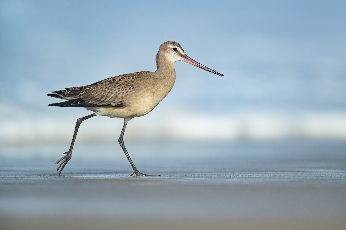 Hudsonian Godwit - Dorian Anderson