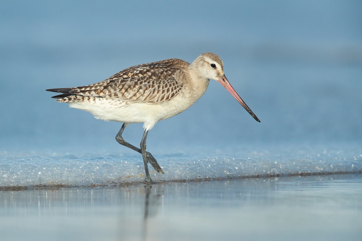 Bar-tailed Godwit - ML184177941