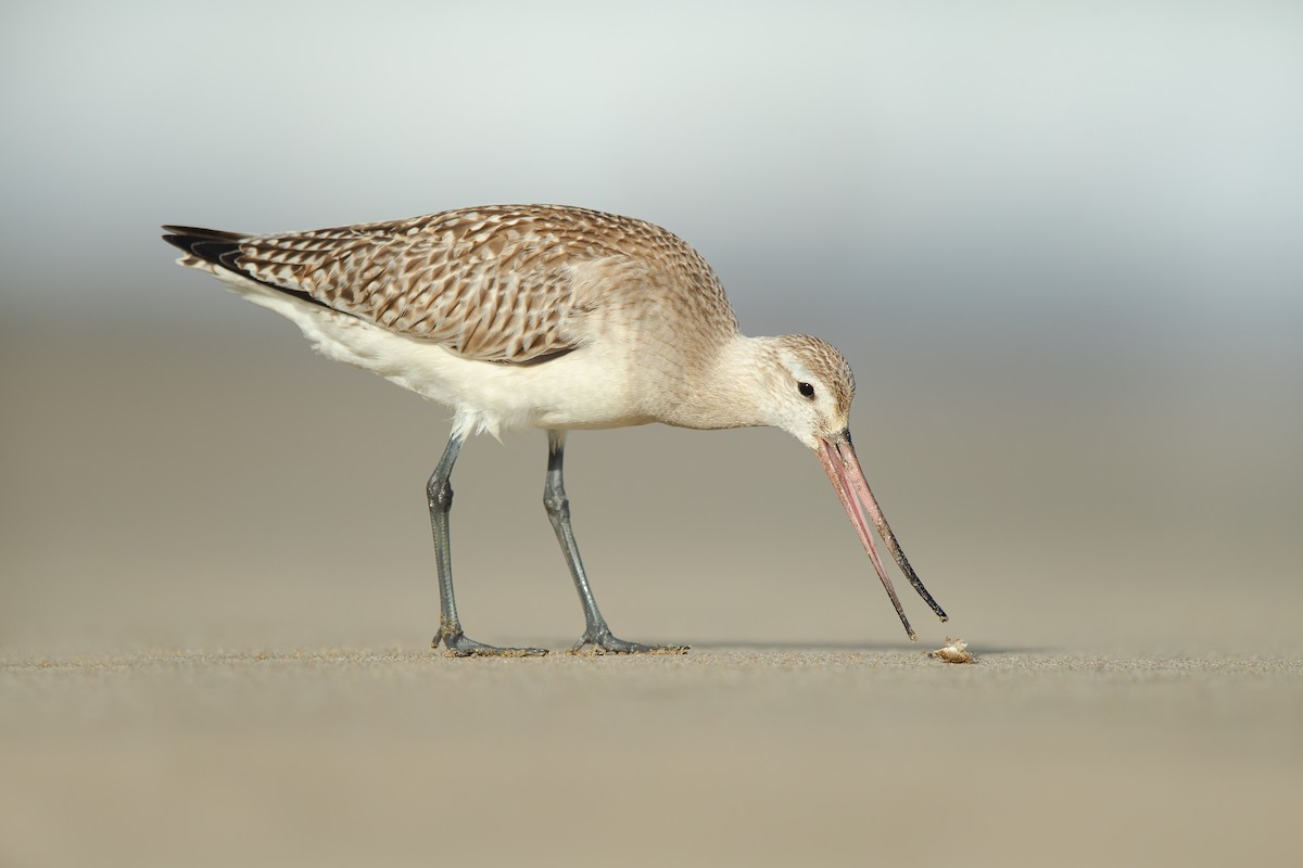 Bar-tailed Godwit - ML184178171