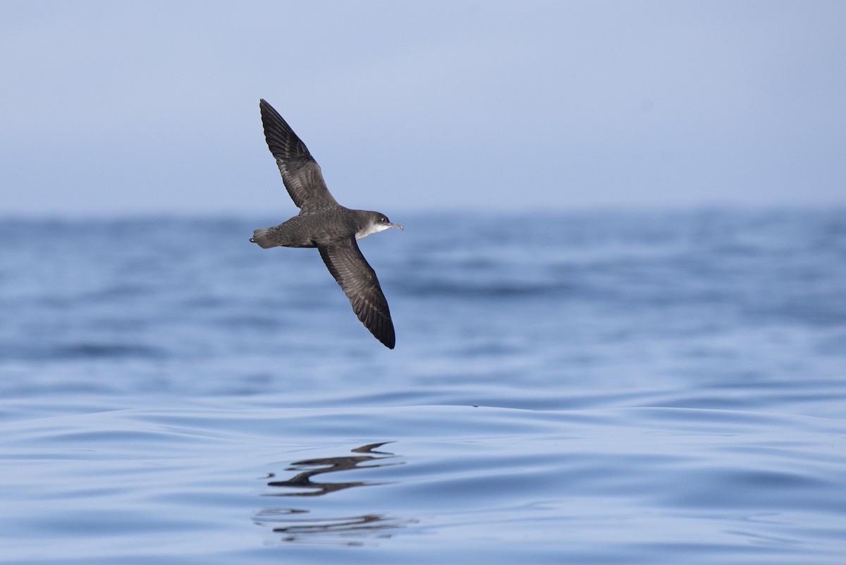 Balearic Shearwater - Eduardo Realinho