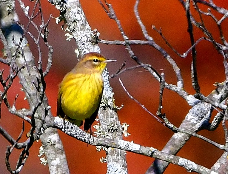 Palm Warbler - ML184178321