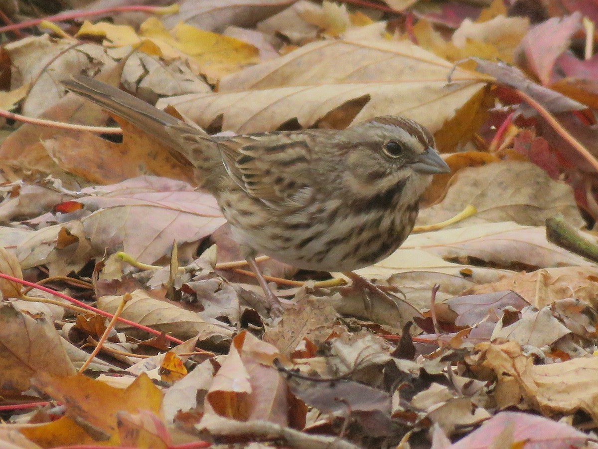 Song Sparrow - ML184179391